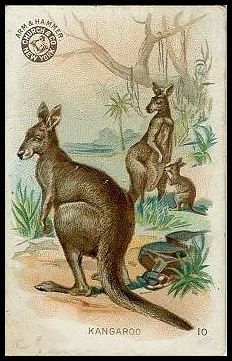 10 Kangaroo
